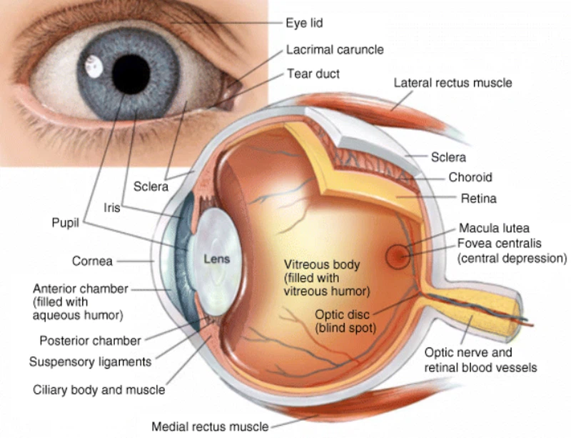 The Anatomy And Optical Properties Of The Eyelid The Anatomy And Optical Properties Of The Eyelid